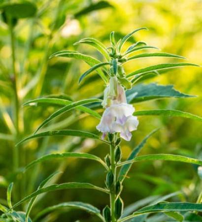 Farmland in the growth of sesame on tree in sesame plants. Farmland in the growth of sesame on tree in sesame plants.